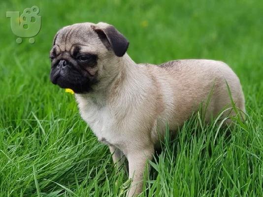 PoulaTo: Puppies Cute Pug